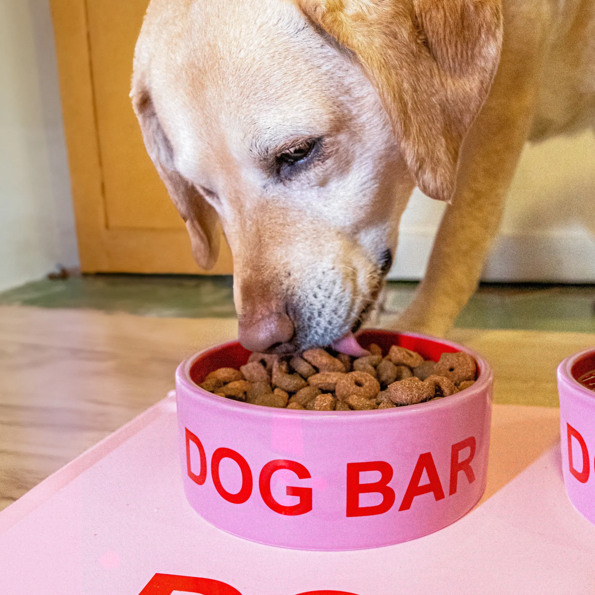 Comedero “Dog bar”