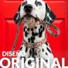 Pack de collar y correa "Born to be wild" L