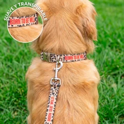 Pack de collar y correa 