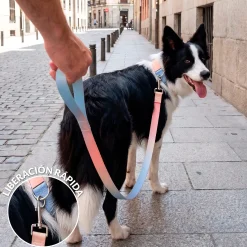 Pack de collar y correa 